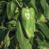 Nassau - (F1) Cubanelle Pepper Seed