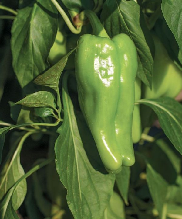 Nassau - (F1) Cubanelle Pepper Seed