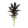 KX-1 - (F1) Kale Seed