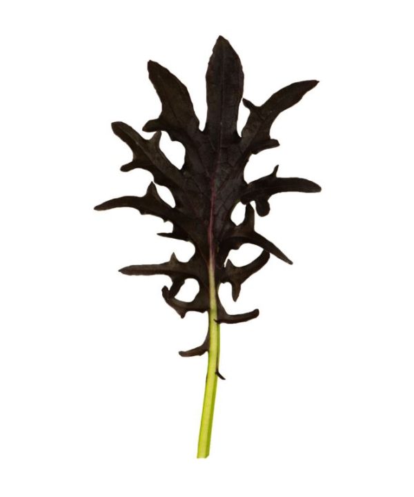 KX-1 - (F1) Kale Seed