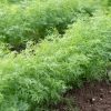 Thalia - Organic Dill Seed