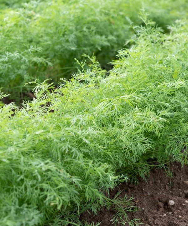 Thalia - Organic Dill Seed
