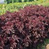 Mahogany Splendor - Hibiscus Seed