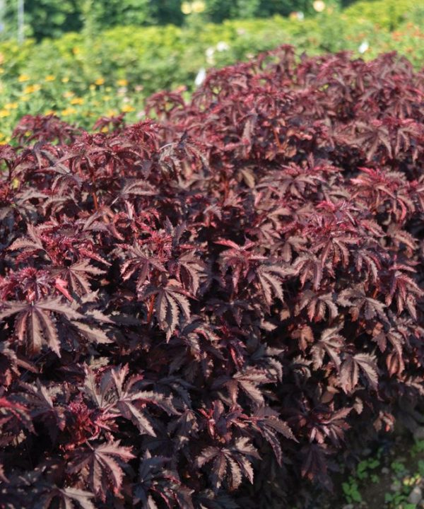 Mahogany Splendor - Hibiscus Seed