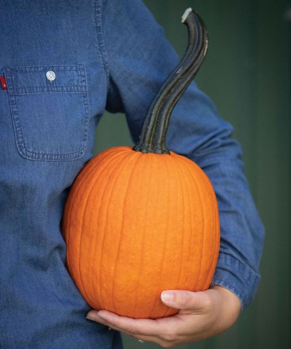 Pipsqueak PMR - (F1) Pumpkin Seed