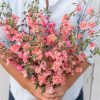 Elegant Salmon - Clarkia Seed