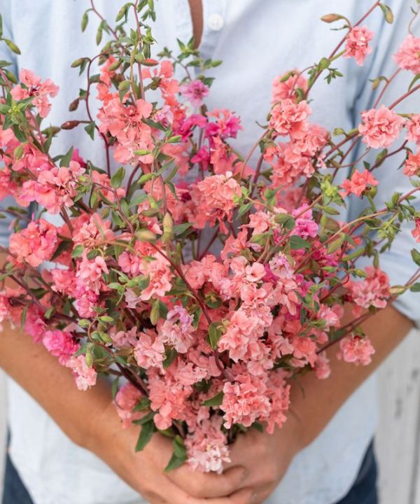 Elegant Salmon - Clarkia Seed