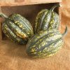 Starry Night PMR - Organic (F1) Acorn Squash Seed