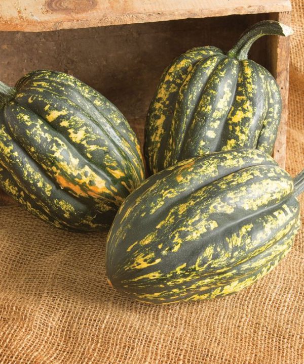 Starry Night PMR - Organic (F1) Acorn Squash Seed