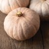 Winter Blush - Organic (F1) Kabocha Squash Seed
