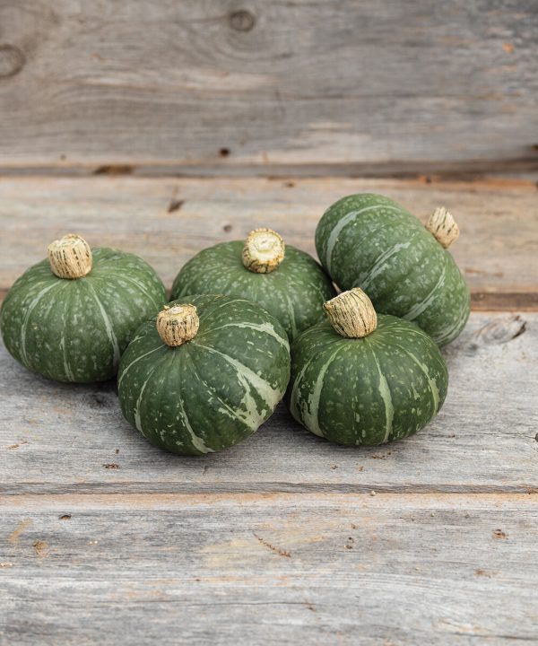 Sweet Jade - Organic (F1) Kabocha Squash Seed