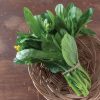 Green 70 D Improved - Choy Sum Seeds