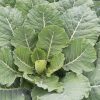 Top Bunch 2.0 - (F1) Collard Seed