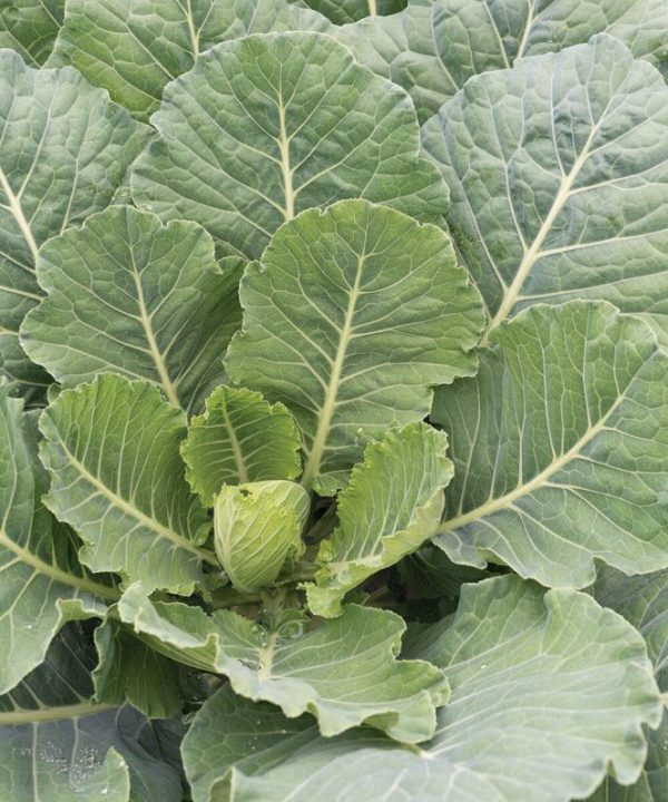 Top Bunch 2.0 - (F1) Collard Seed