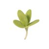 Shungiku Broadleaf - Microgreen Seed