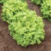 Grazion - Lettuce Seed