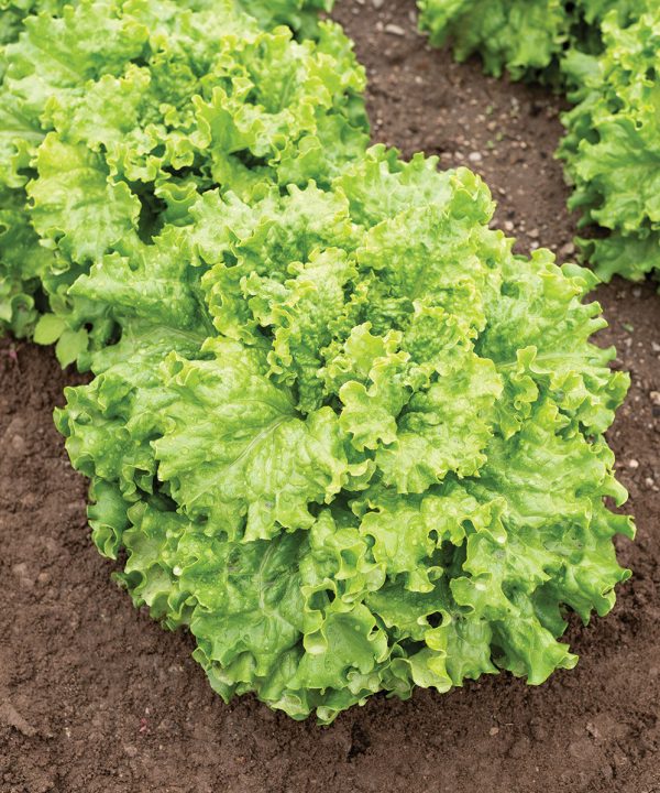Grazion - Lettuce Seed