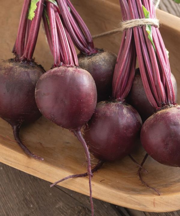 Subeto - Organic (F1) Beet Seed