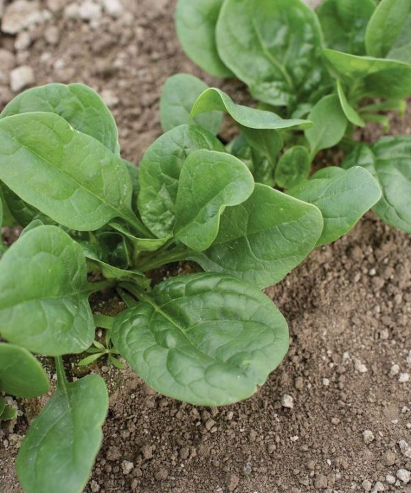 Lizard - (F1) Spinach Seed
