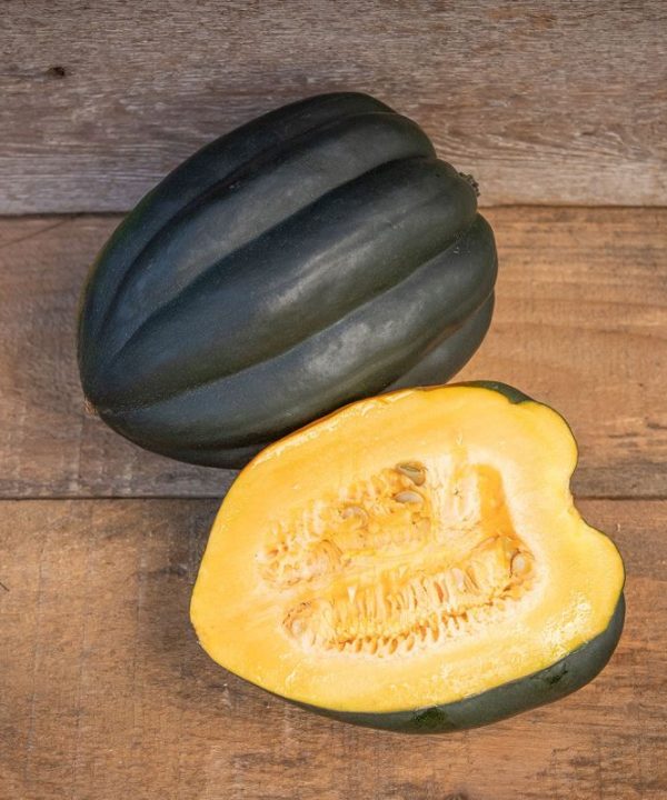 Autumn Delight - (F1) Acorn Squash Seed