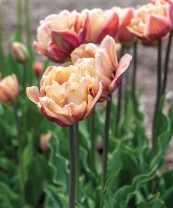 La Belle Epoque - Tulip Bulb