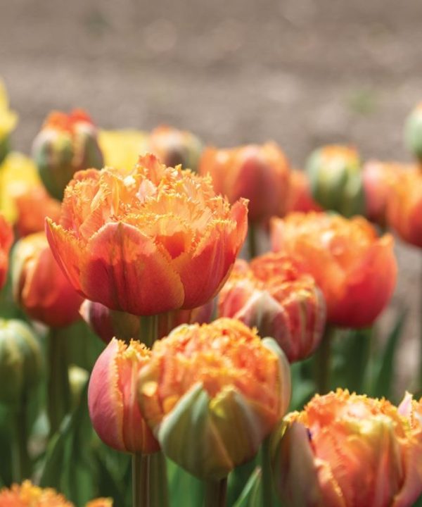 Sensual Touch - Tulip Bulb