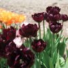 Palmyra - Tulip Bulb