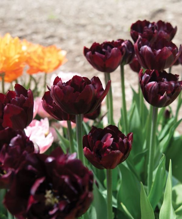 Palmyra - Tulip Bulb