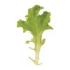 Tango - Lettuce Seed