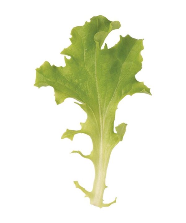Tango - Lettuce Seed