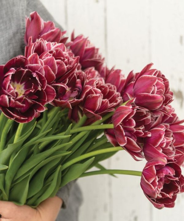 Dream Touch - Tulip Bulb