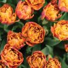 Brownie - Tulip Bulb