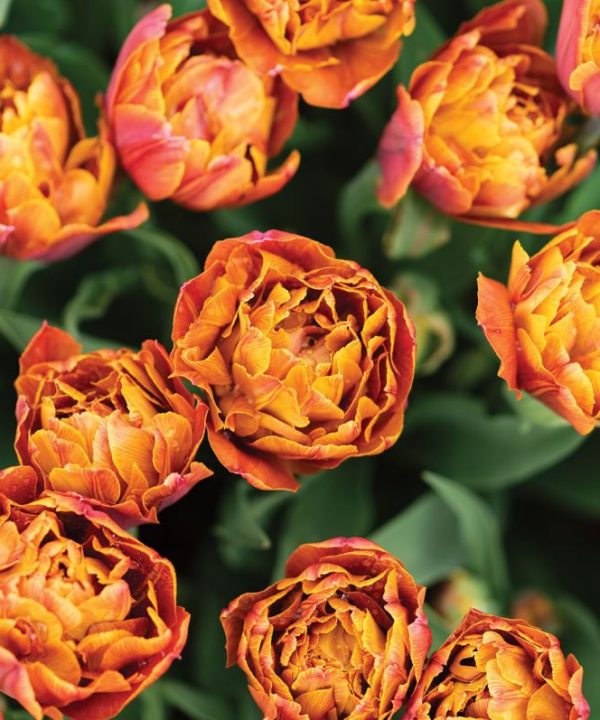 Brownie - Tulip Bulb