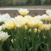 Verona - Tulip Bulb