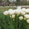 Mondial - Tulip Bulb