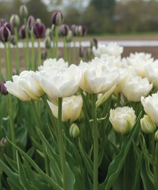 Mondial - Tulip Bulb