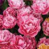 Aveyron - Tulip Bulb