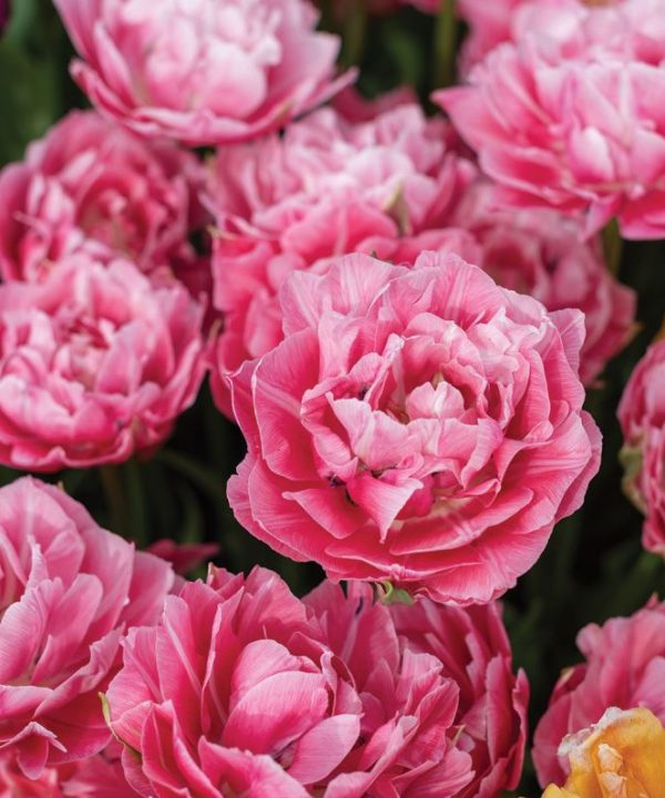 Aveyron - Tulip Bulb