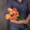 Parrot King - Tulip Bulb
