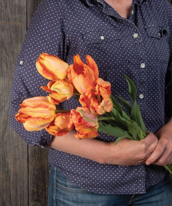 Parrot King - Tulip Bulb