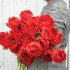 Miranda - Tulip Bulb