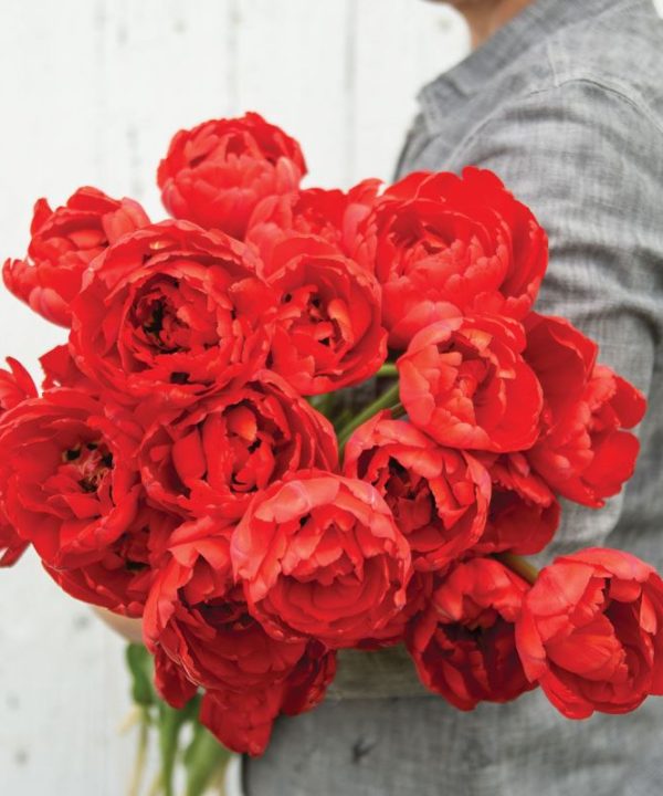 Miranda - Tulip Bulb