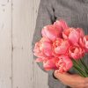 Menton Exotic - Tulip Bulb