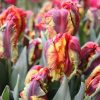 Rasta Parrot - Tulip Bulb