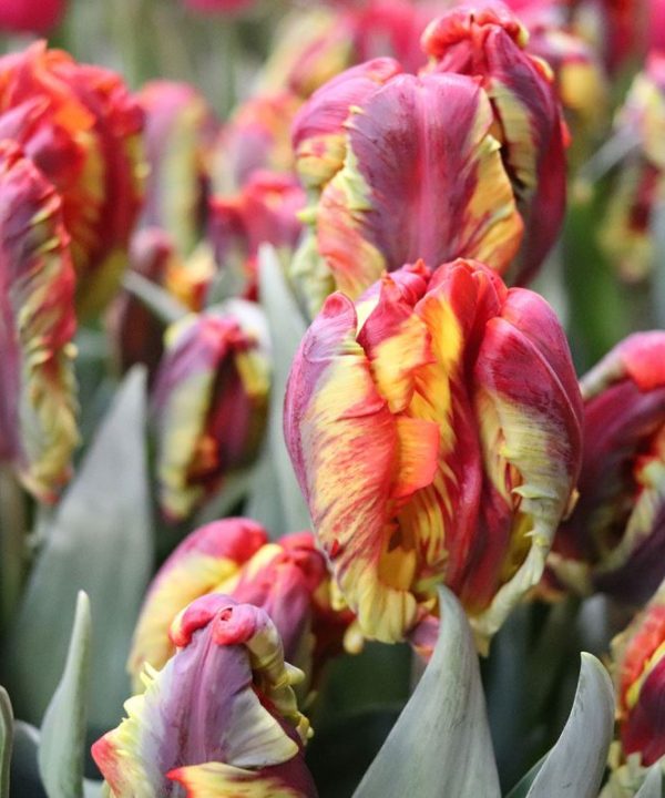 Rasta Parrot - Tulip Bulb