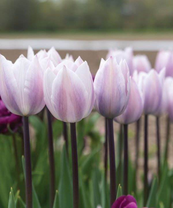 Candy Prince - Tulip Bulb