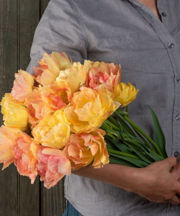 Vaya con Dios - Tulip Bulb