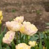 Creme Upstar - Tulip Bulb