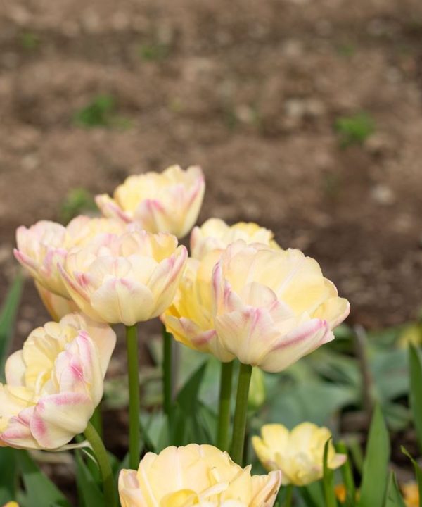 Creme Upstar - Tulip Bulb