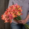 Apricot Parrot - Tulip Bulb